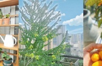 10㎡阳台+15㎡入户花园,两个花池种了60多种植物