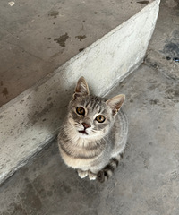 è���Զ�����ô�죿���ַ��������ˣ�è����ϷװS