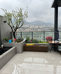 我家70平米露台李花飘香,春色盎然