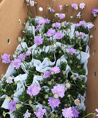 ��ѩ���Ե��㡢��β���Ź����������з�������