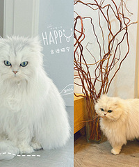 ��è���˸������������о�������