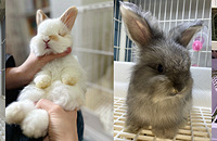 ����һȺ���ߵ�ë����ż�����ֲ���ÿ��ι2�ξ���