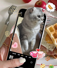 ���ڵ�Сè�䣬һ���ػ���˵���ã�һ�Բ��Ͼͷ���