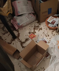 �»���è����ϲ����ë���Ӳ��Ծ͸�����һ��