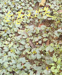 ʵ���˴�Ұ���ɣ�ľ�����۶������²ˣ��Բ��ꡭ