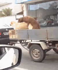 ���𵽵׷���������ʵ˵�������й��������뷨û