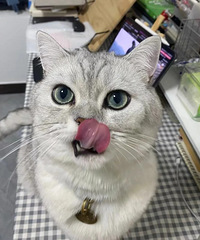 ��������б�Ҫ��è�ĸ������ⶼ������