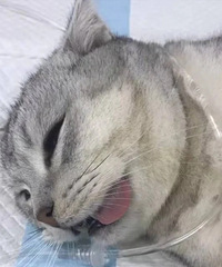 ����è������˥�ĸɻ�������Щ��·