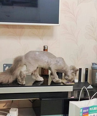 ��ë��2�꣬���ӿ��Ա��ˣ����Ǹ�è��ë����