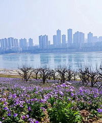 ��ɿڵ�����뵺���ò��ϣ��ƺ�һҹ֮����ջ��Ĵ�����