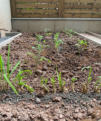 花园和菜园共同拥有,哪里还有时间玩手机