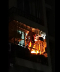 邻居收养一群蜜蜂,吓坏小区住户!