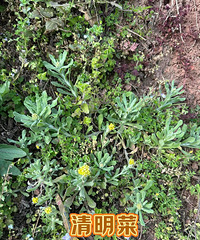 打野都往渝北跑?那我可就要推荐白市驿的打野地方了哦