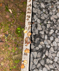 ȥ껨/԰ȿӲ٣ͷ缸ʮ