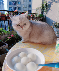 ��Сè�����Ӿ������ƶ����������������ÿһ��