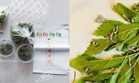 三年级家长的噩梦,老师通知养蚕了