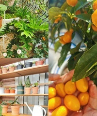 СС��̨ʵ���߲ˡ��Ϲ����ʻ����ɣ�