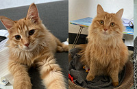 �ʲ�����1���ˣ���ֵ��Ϯ��˵���䵽���޶�����