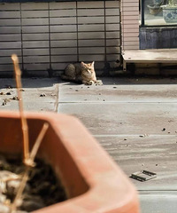 1è1������г�����è��������ֻ����ǽ�Լ�ˣ