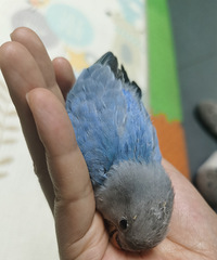 ��Ͱ�С�������ս��30���������ֱ����С��Ů