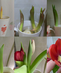 6Ԫ3������������˳�������������ë޶��ֵ