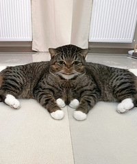 �ĵ�è��ը�ѵ���Ƭ��һֻ���վ��ӵİ�צ��è