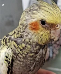 ��С��һ��Ի����̫����ֱ�ӵ�������