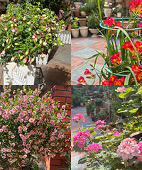 ��������뻨԰��һ���ļ����ʻ���Χ