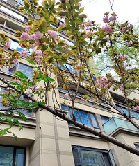 �������ô�ɫ��԰��ֲ��ൽ�����壬�����Ҳ����