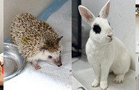 ���ĳ���ҽ����һ�죬�չ˴�⬸�������Ƭ��������