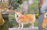 ����42�ﱧ�������������ʰ��³�����Ч����2��