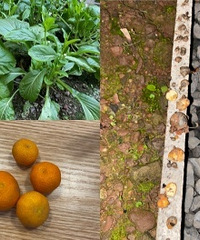 �ֻ��ֲ˵�1�꣬�溦���ϣ��߹������ó�