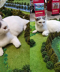 ����������è�вƣ��۷�������è��