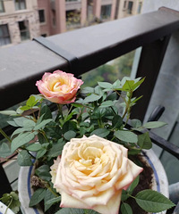 春天就要鲜艳的花花,来秀我家的阳台啦