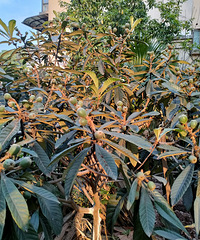 ���ֻ����ֲˣ���԰ȫ�Ǹ��� ���� ���� ����