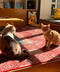 �ܻ��èè���ޣ�����ס���𣿲���è��͵��