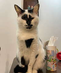 һֻ���ù������۵�è������Բ�ڶ�©��һ��