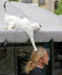 ս�������è��Ȼ��һ�㣬ֱ�Ӱ��˼ٷ�������