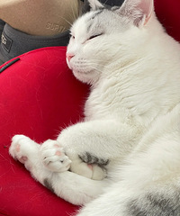 ���ŵ����̲�ס����è�°��ϵĺ�ͷ���޴�һ��