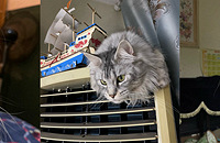 �����������Ҽ���2ֻ��ճ�����ᵫÿ�»���С1k