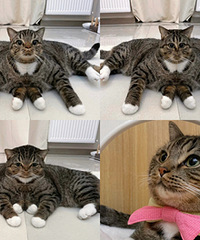 һֻ���վ��ӵİ�צ��è��Ц������