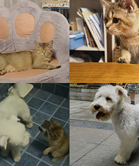 ��ϲ����èˣ����������ʦ�������