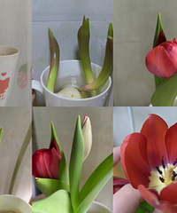 6Ԫӵ�е���������֣��Ⲩ��©��ֵ