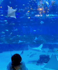 [����]һ�ο���10����ˮĸ��ʲô���飿���������Ǿ��ܿ���