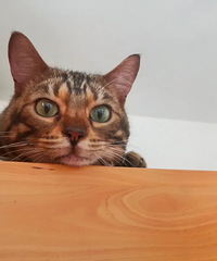 ��ü� ��è�����˲�Ҫ����һֻ����С1000��