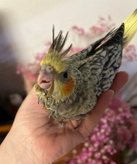 180���ֵ������������Ҳ����С�������