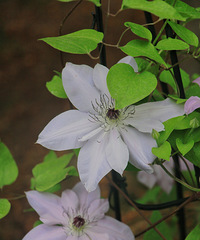 ����С�׵�СԺ��ľ���� ���Ļ� ��������������