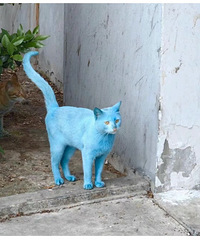 ��λ�͵İ�è��Ⱦ�ɡ���è����������������