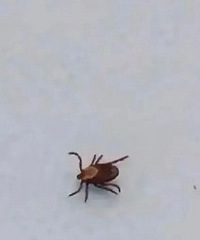 确认感染!男子扫墓后住进医院