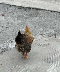 ���µ������÷ʰ��������϶��óԣ��̲�ס����ˮ